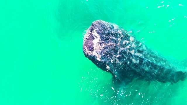 BAHIA DE LOS ANGELES BCS MEXICO-2022: Whale Shark Swimming in Turquoise Water