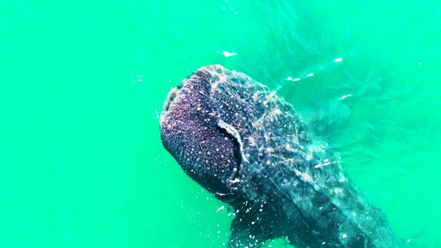 BAHIA DE LOS ANGELES BCS MEXICO-2022: Whale Shark Swimming Underwater with Small Fish