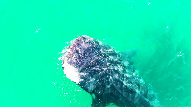 BAHIA DE LOS ANGELES BCS MEXICO-2022: Whale Shark Swimming with Small Fish in Turquoise Water