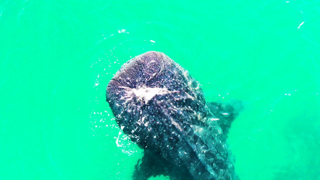 BAHIA DE LOS ANGELES BCS MEXICO-2022: Whale Shark Feeding with Open Mouth Underwater