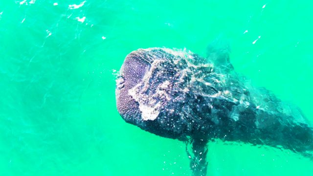 BAHIA DE LOS ANGELES BCS MEXICO-2022: Whale Shark Swimming in Clear Turquoise Water