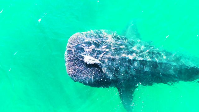 BAHIA DE LOS ANGELES BCS MEXICO-2022: Whale Shark Swimming in Clear Turquoise Water