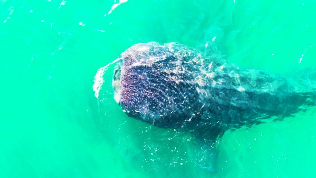 BAHIA DE LOS ANGELES BCS MEXICO-2022: Whale Shark Gliding Through Turquoise Ocean Water