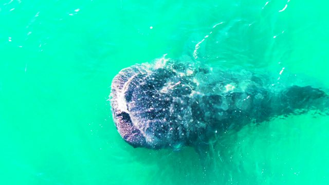 BAHIA DE LOS ANGELES BCS MEXICO-2022: Whale Shark Gliding Through Turquoise Ocean Water