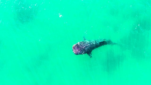 BAHIA DE LOS ANGELES BCS MEXICO-2022: Whale Shark Gliding Through Turquoise Ocean Water