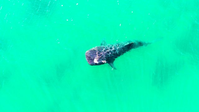 BAHIA DE LOS ANGELES BCS MEXICO-2022: Whale Shark Gliding Through Turquoise Ocean Water