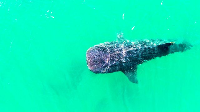 BAHIA DE LOS ANGELES BCS MEXICO-2022: Whale Shark Swimming in Clear Turquoise Water