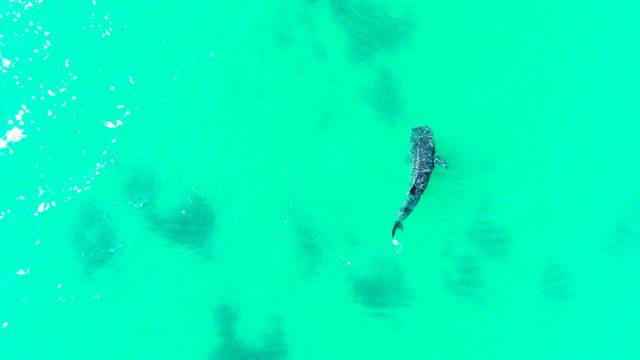BAHIA DE LOS ANGELES BCS MEXICO-2022: Whale Shark Swimming in Turquoise Waters