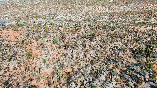 CATAVINA BC MEXICO-2022: Arid Desert with Scattered Cacti and Rocks