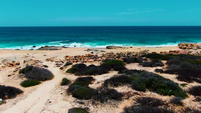 PUNTA BUZZARDS EAST CAPE BCS MEXICO-2022: Coastal Beach with Swaying Dune Bushes and Ocean Waves