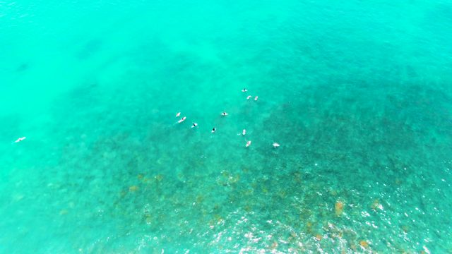 PUNTA BUZZARDS EAST CAPE BCS MEXICO-2022: Seabirds Floating in Crystal-Clear Turquoise Ocean Water