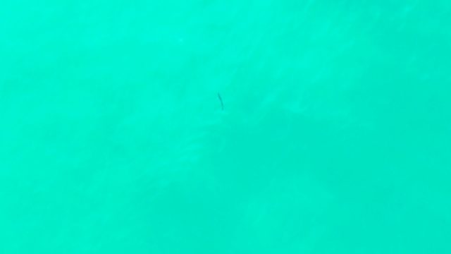 PUNTA BUZZARDS EAST CAPE BCS MEXICO-2022: Small Fish Swimming in Clear Turquoise Water