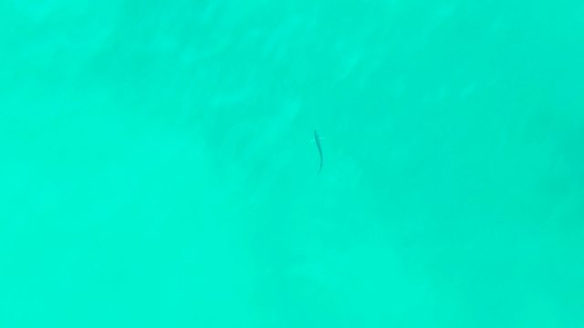 PUNTA BUZZARDS EAST CAPE BCS MEXICO-2022: Small Fish Swimming in Clear Turquoise Water