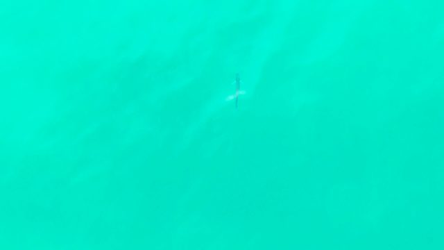 PUNTA BUZZARDS EAST CAPE BCS MEXICO-2022: Small Fish Swimming in Clear Turquoise Water