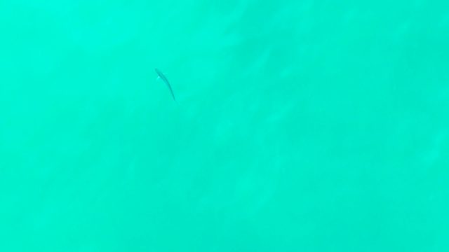 PUNTA BUZZARDS EAST CAPE BCS MEXICO-2022: Small Fish Swimming in Clear Turquoise Water