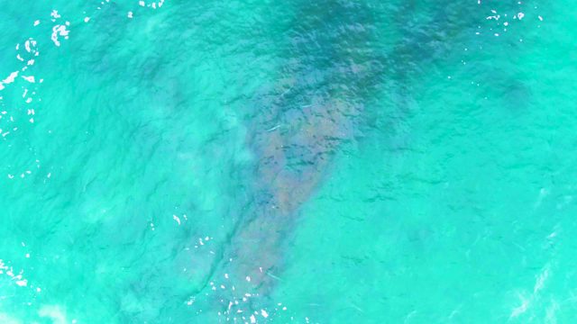 PUNTA BUZZARDS EAST CAPE BCS MEXICO-2022: Whale Shark Swimming in Clear Turquoise Water