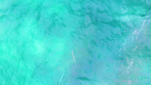 PUNTA BUZZARDS EAST CAPE BCS MEXICO-2022: Fish Swimming in Clear Turquoise Ocean Water