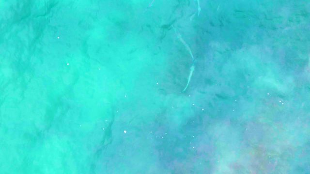 PUNTA BUZZARDS EAST CAPE BCS MEXICO-2022: Fish Swimming in Clear Turquoise Ocean Water