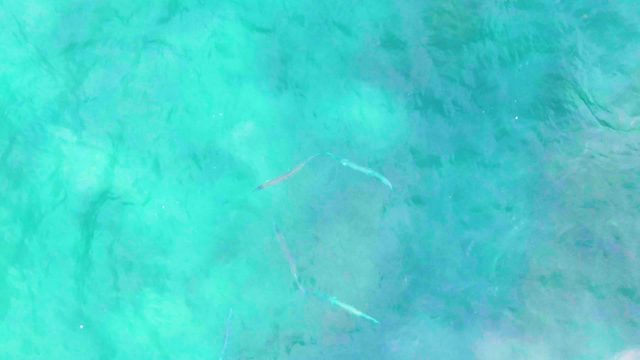 PUNTA BUZZARDS EAST CAPE BCS MEXICO-2022: Small Fish Swimming in Shallow Turquoise Water