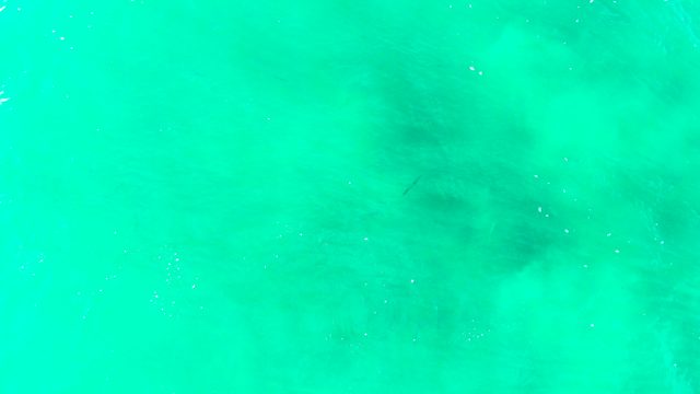 PUNTA BUZZARDS EAST CAPE BCS MEXICO-2022: Small Fish Swimming in Clear Turquoise Ocean Water