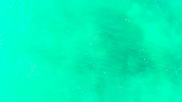 PUNTA BUZZARDS EAST CAPE BCS MEXICO-2022: Overhead View of Fish Swimming in Turquoise Water