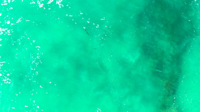 PUNTA BUZZARDS EAST CAPE BCS MEXICO-2022: Shallow Clear Turquoise Water and Swimming Fish