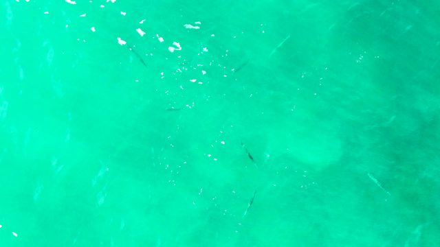 PUNTA BUZZARDS EAST CAPE BCS MEXICO-2022: Small Fish Swimming in Clear Turquoise Water