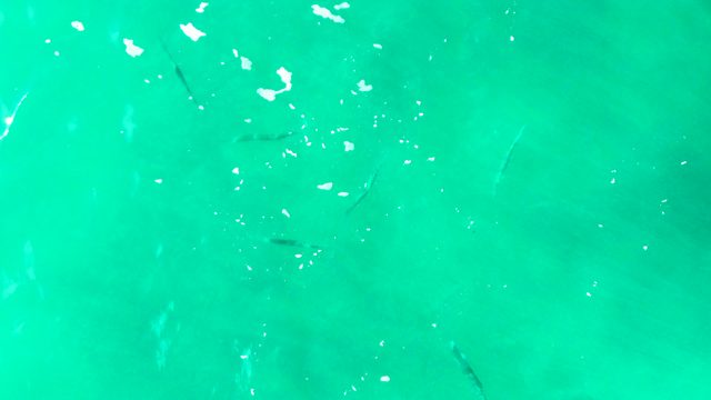 PUNTA BUZZARDS EAST CAPE BCS MEXICO-2022: Small Fish Swimming in Clear Turquoise Water