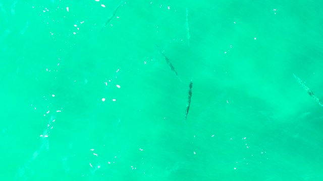 PUNTA BUZZARDS EAST CAPE BCS MEXICO-2022: Small Fish Swimming in Clear Turquoise Water