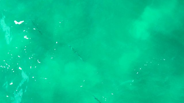 PUNTA BUZZARDS EAST CAPE BCS MEXICO-2022: Small Fish Swimming in Clear Turquoise Water
