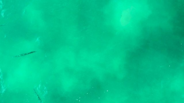 PUNTA BUZZARDS EAST CAPE BCS MEXICO-2022: Sharks Swimming in Turquoise Ocean Waters