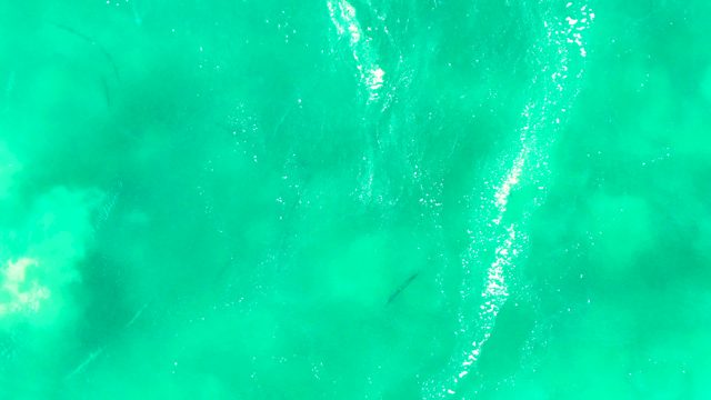 PUNTA BUZZARDS EAST CAPE BCS MEXICO-2022: Fish Shadow Moving Across Turquoise Water Surface