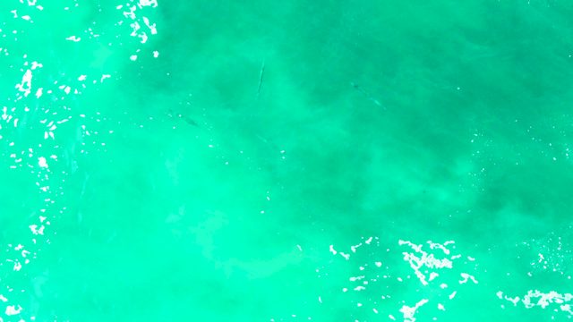 PUNTA BUZZARDS EAST CAPE BCS MEXICO-2022: Fish Swimming in Turquoise Shallow Water