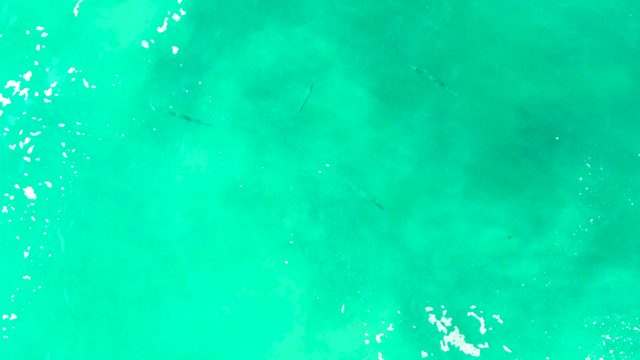 PUNTA BUZZARDS EAST CAPE BCS MEXICO-2022: Small Fish Swimming in Clear Turquoise Water