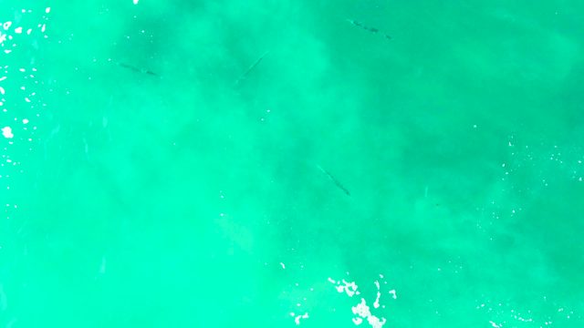PUNTA BUZZARDS EAST CAPE BCS MEXICO-2022: Small Fish Swimming in Clear Turquoise Water