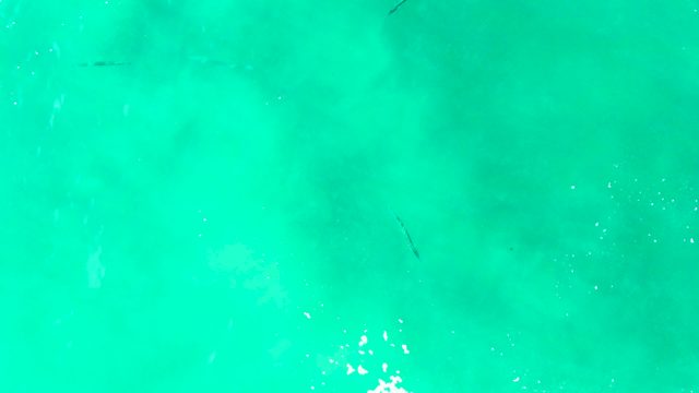 PUNTA BUZZARDS EAST CAPE BCS MEXICO-2022: Fish Swimming in Clear Turquoise Water