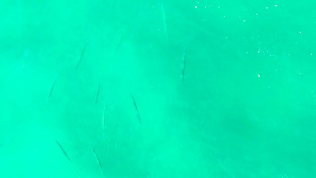 PUNTA BUZZARDS EAST CAPE BCS MEXICO-2022: Small Fish Swimming in Clear Turquoise Water