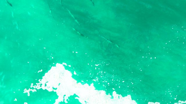 PUNTA BUZZARDS EAST CAPE BCS MEXICO-2022: School of Fish Moving in Clear Turquoise Water