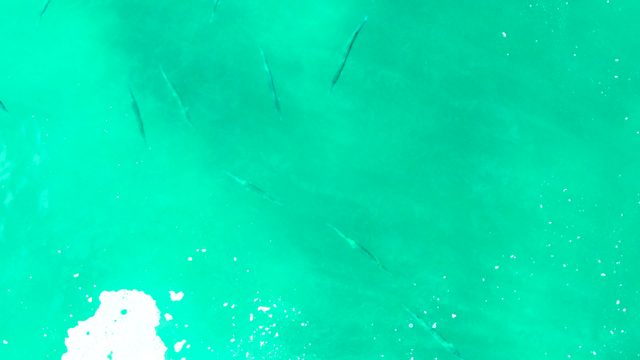 PUNTA BUZZARDS EAST CAPE BCS MEXICO-2022: Small Fish Swimming in Clear Turquoise Water
