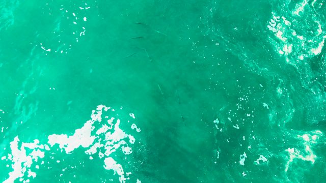 PUNTA BUZZARDS EAST CAPE BCS MEXICO-2022: Fish Swimming in Clear Turquoise Ocean Water