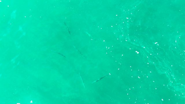 PUNTA BUZZARDS EAST CAPE BCS MEXICO-2022: Small Fish Swimming in Clear Turquoise Water