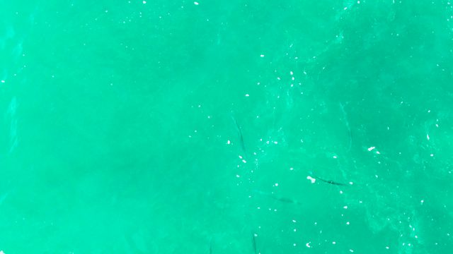 PUNTA BUZZARDS EAST CAPE BCS MEXICO-2022: Small Fish Swimming in Clear Turquoise Water