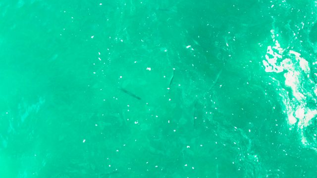 PUNTA BUZZARDS EAST CAPE BCS MEXICO-2022: Overhead View of Fish Swimming in Turquoise Ocean Water