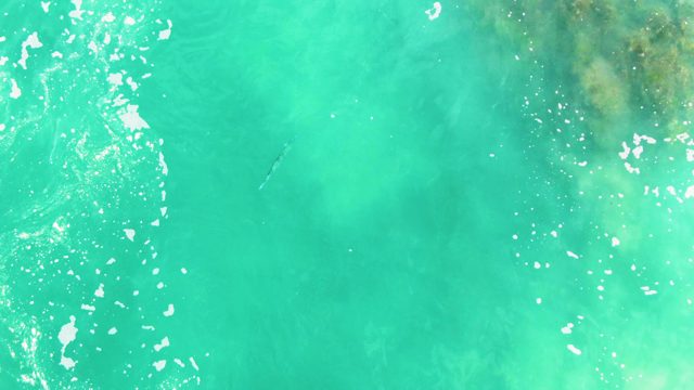 PUNTA BUZZARDS EAST CAPE BCS MEXICO-2022: Fish Swimming in Clear Turquoise Ocean