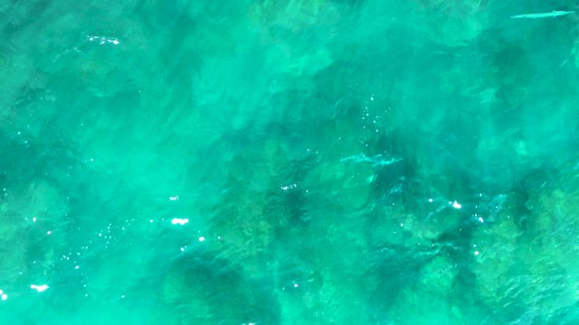 PUNTA BUZZARDS EAST CAPE BCS MEXICO-2022: Fish Swimming in Clear Shallow Turquoise Water