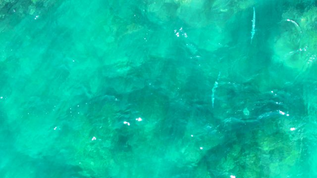 PUNTA BUZZARDS EAST CAPE BCS MEXICO-2022: Small Fish Swimming in Clear Turquoise Ocean Water