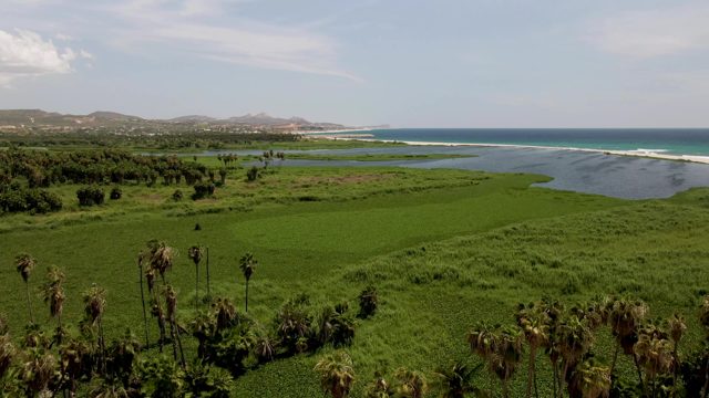 SAN JOSE DEL CABO BCS MEXICO-2022: Palm Trees Swaying in Coastal Landscape