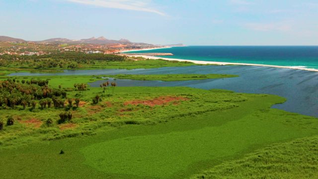 SAN JOSE DEL CABO BCS MEXICO-2022: Coastal Wetlands, Lagoon, and Sandy Beach