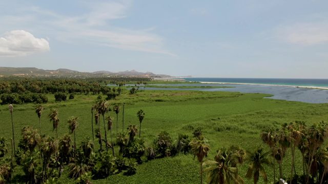 SAN JOSE DEL CABO BCS MEXICO-2022: Lush Coastal Estuary with Flowing Water and Palm Trees