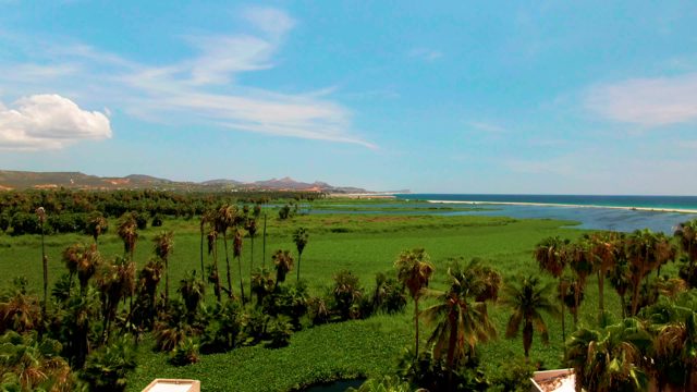SAN JOSE DEL CABO BCS MEXICO-2022: Palm Grove and Ocean Waves Over Lush Fields